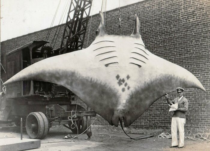 “Triceratops Femur”: 80 Amazing Photos Where Humans Show The True Scale Of Things