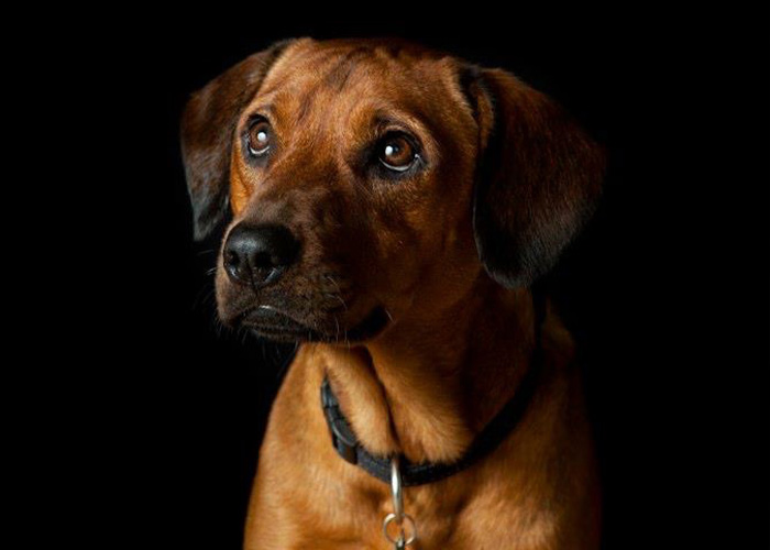 69 Stories About The Most Intelligent Pets People Have Ever Had