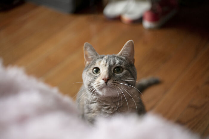 69 Stories About The Most Intelligent Pets People Have Ever Had