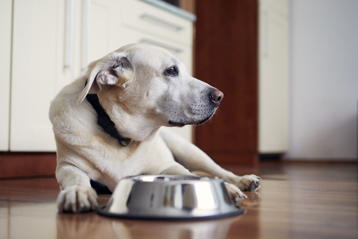 69 Stories About The Most Intelligent Pets People Have Ever Had