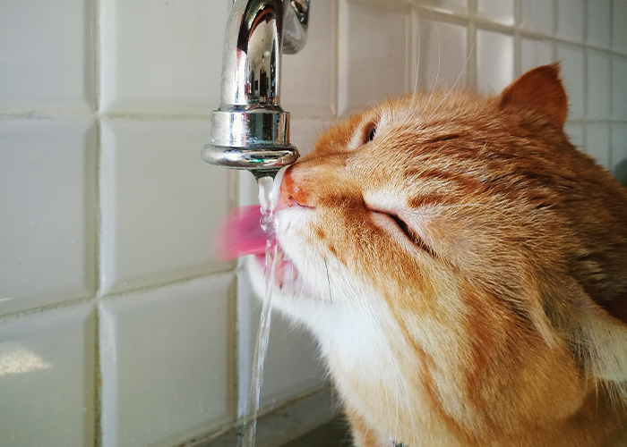 69 Stories About The Most Intelligent Pets People Have Ever Had