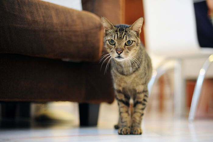 69 Stories About The Most Intelligent Pets People Have Ever Had