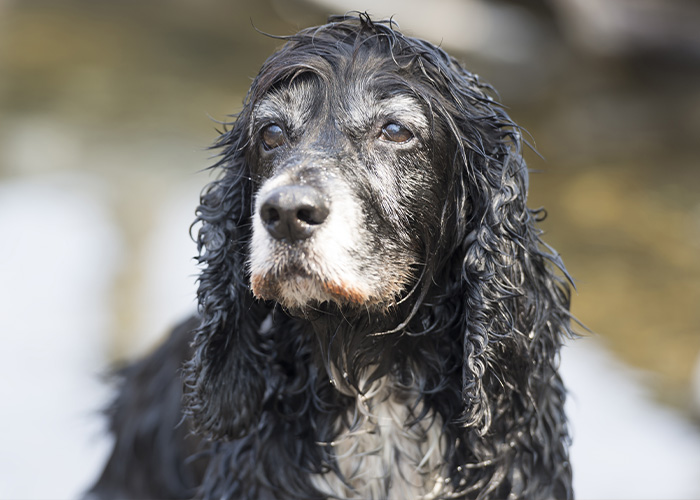 69 Stories About The Most Intelligent Pets People Have Ever Had