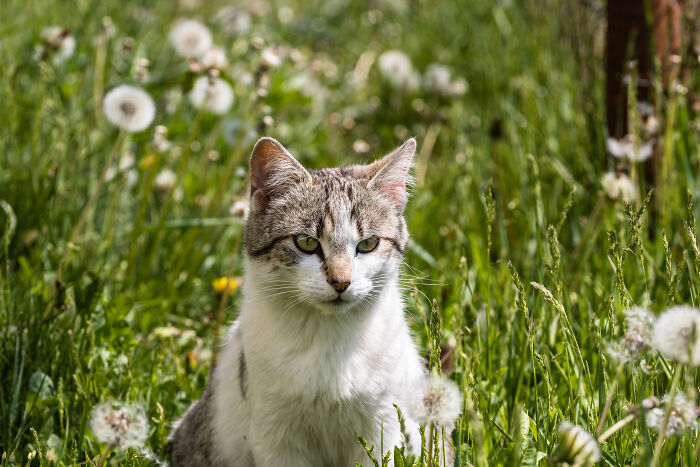 69 Stories About The Most Intelligent Pets People Have Ever Had