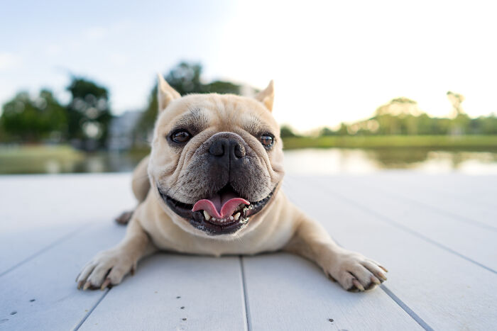 69 Stories About The Most Intelligent Pets People Have Ever Had