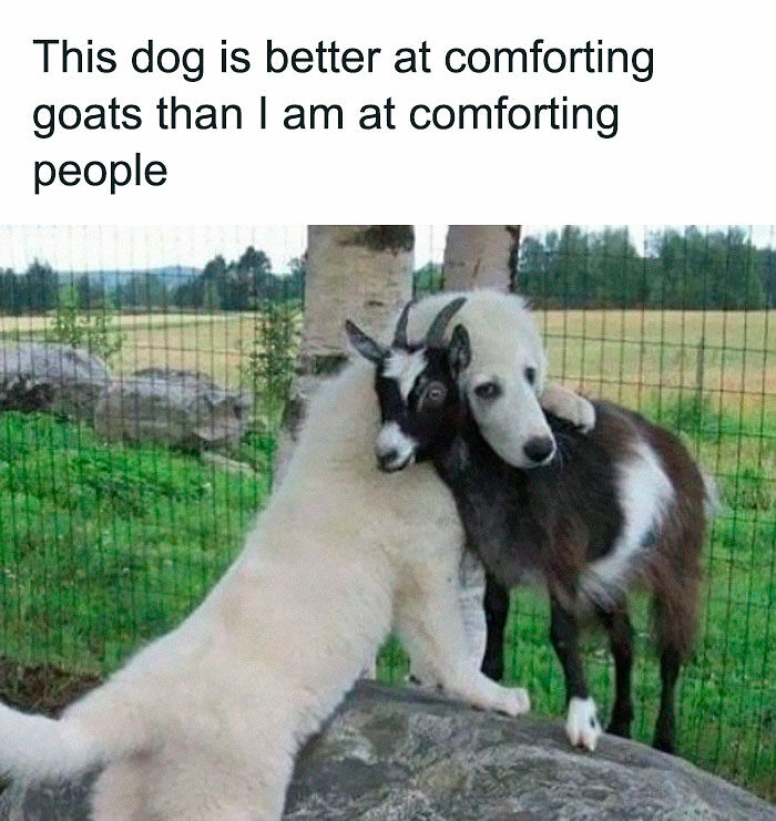 80 Adorable Pet Memes That Might Melt Your Heart