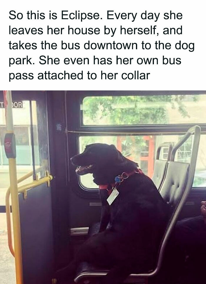 80 Adorable Pet Memes That Might Melt Your Heart