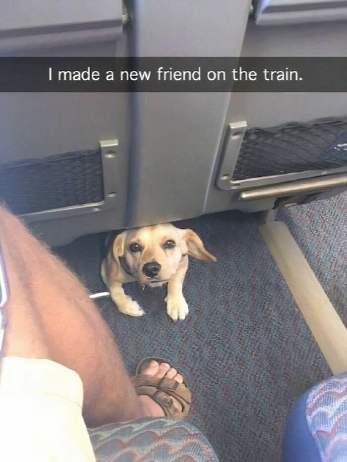 80 Adorable Pet Memes That Might Melt Your Heart