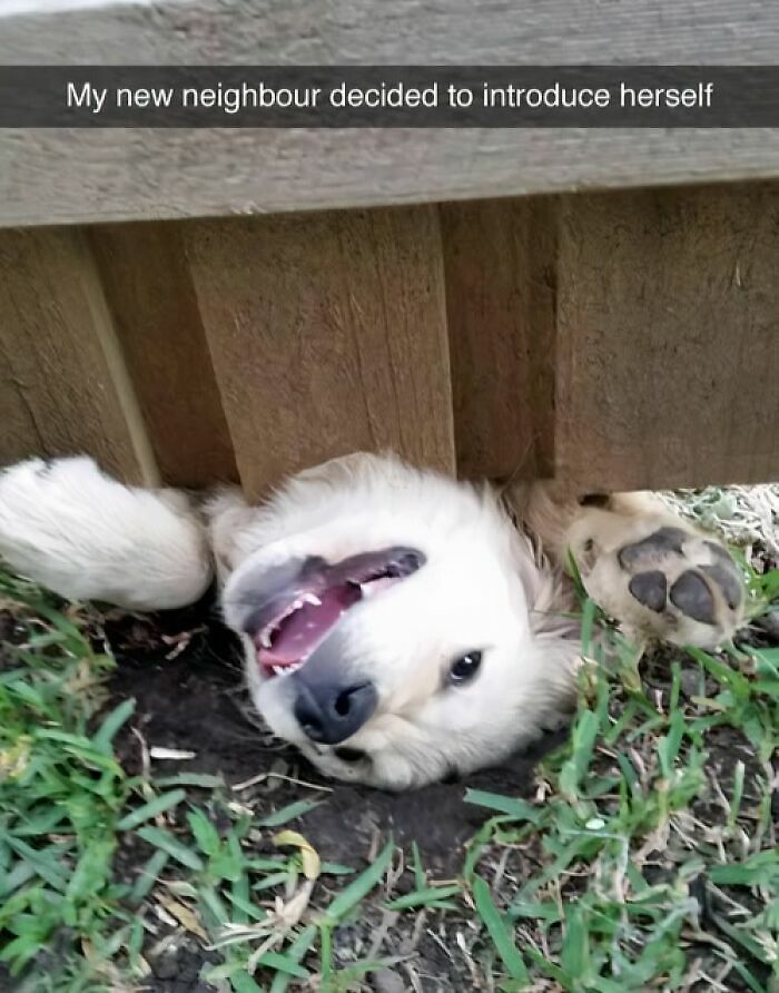 80 Adorable Pet Memes That Might Melt Your Heart