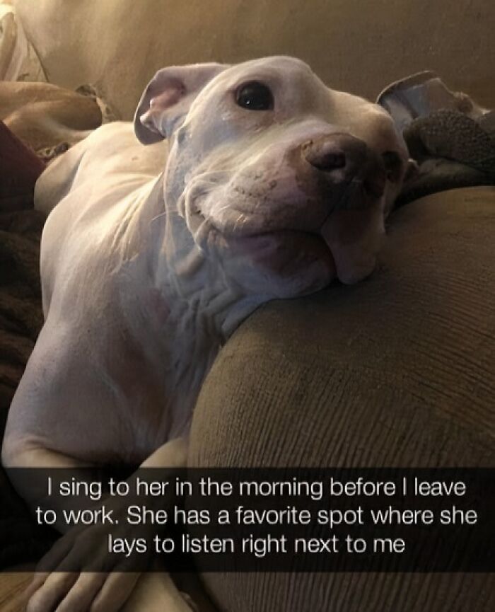 80 Adorable Pet Memes That Might Melt Your Heart