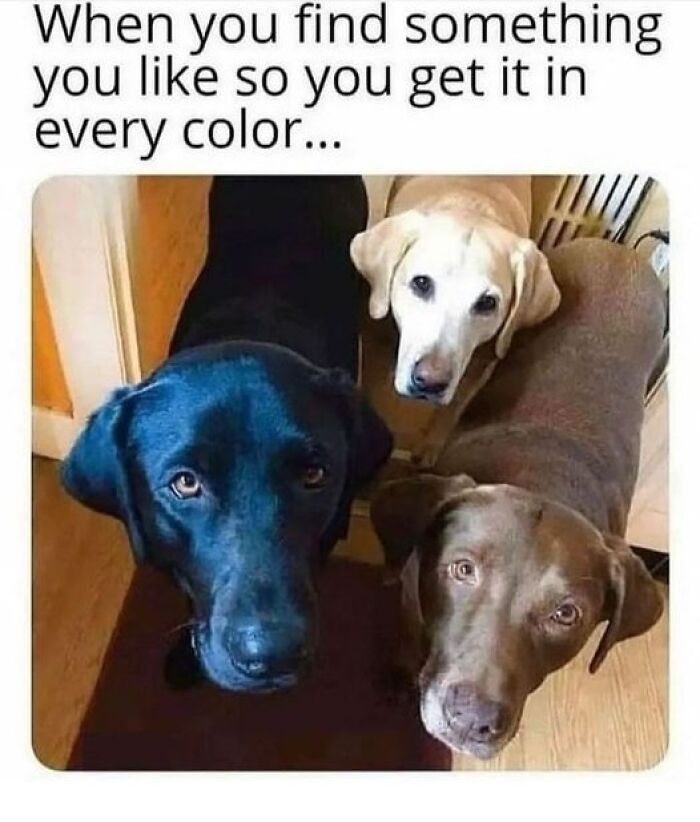 80 Adorable Pet Memes That Might Melt Your Heart