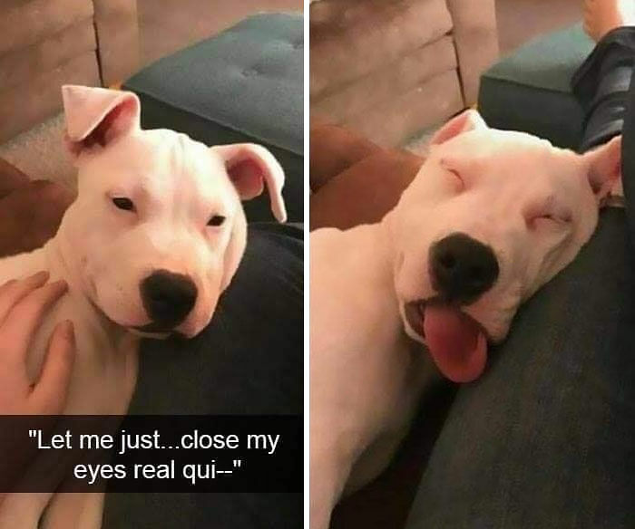 80 Adorable Pet Memes That Might Melt Your Heart