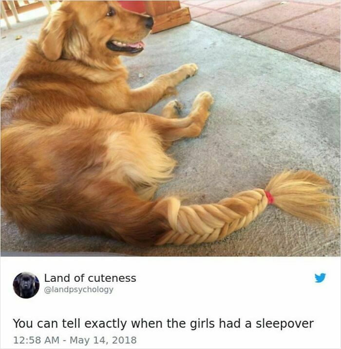 80 Adorable Pet Memes That Might Melt Your Heart