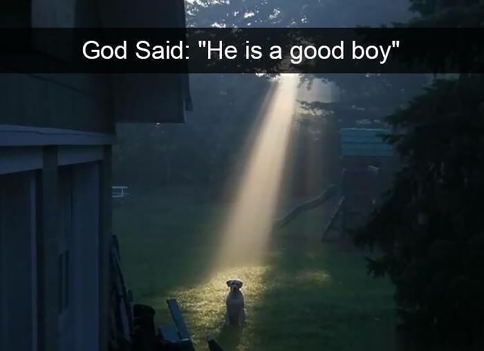 80 Adorable Pet Memes That Might Melt Your Heart