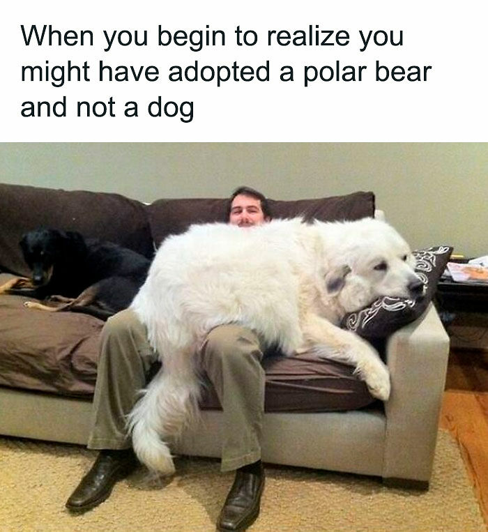 80 Adorable Pet Memes That Might Melt Your Heart