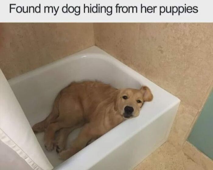 80 Adorable Pet Memes That Might Melt Your Heart