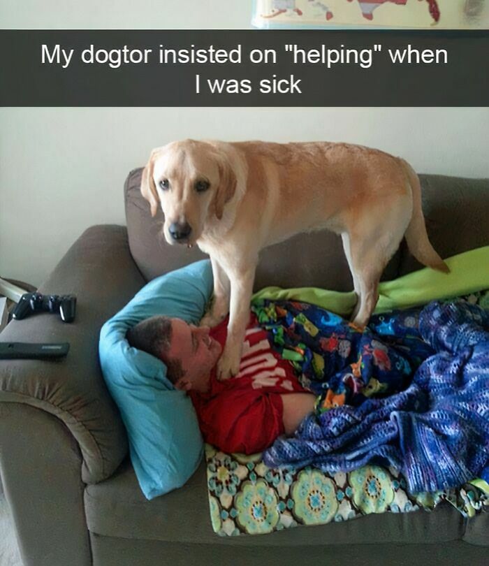 80 Adorable Pet Memes That Might Melt Your Heart