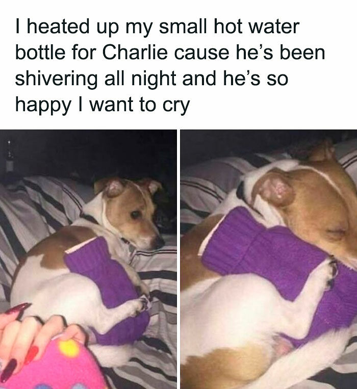 80 Adorable Pet Memes That Might Melt Your Heart