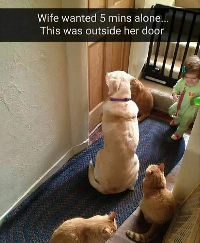 80 Adorable Pet Memes That Might Melt Your Heart