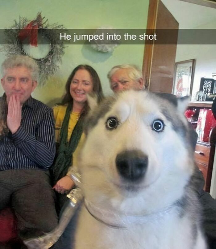 80 Adorable Pet Memes That Might Melt Your Heart