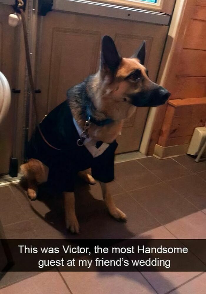 80 Adorable Pet Memes That Might Melt Your Heart