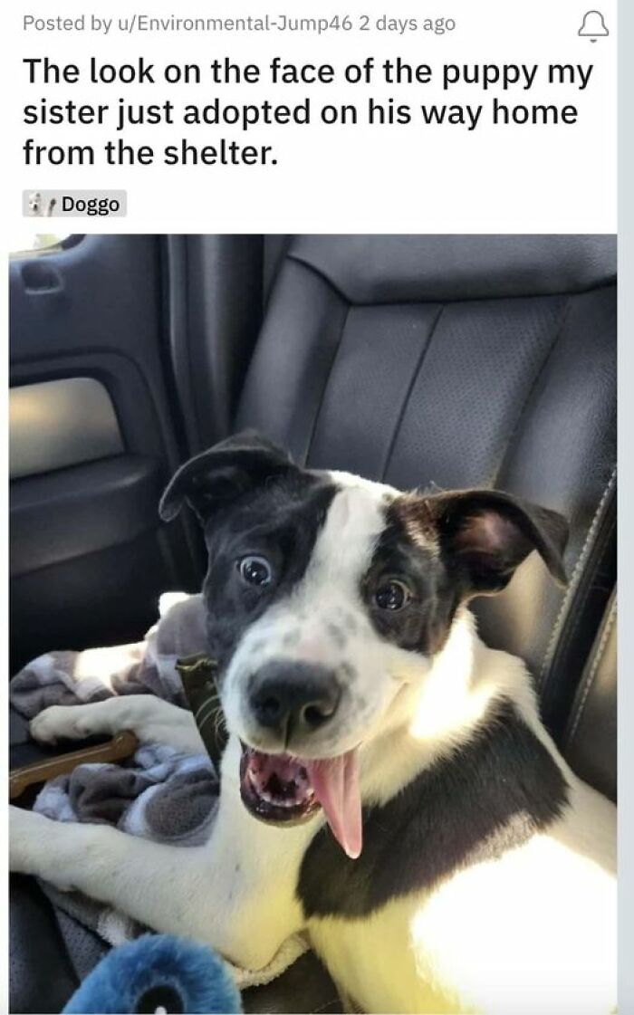 80 Adorable Pet Memes That Might Melt Your Heart