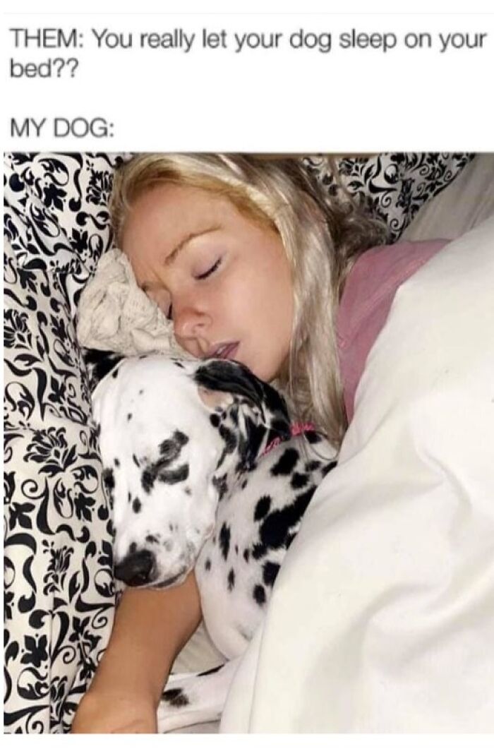 80 Adorable Pet Memes That Might Melt Your Heart