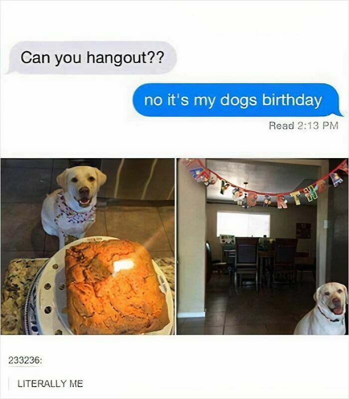 80 Adorable Pet Memes That Might Melt Your Heart