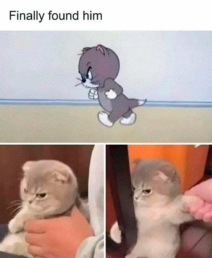 80 Adorable Pet Memes That Might Melt Your Heart
