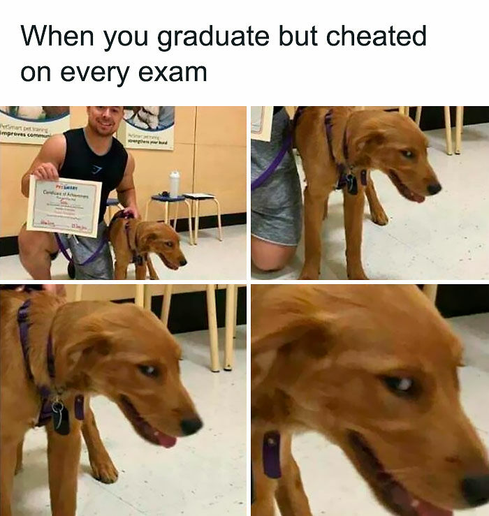 80 Adorable Pet Memes That Might Melt Your Heart