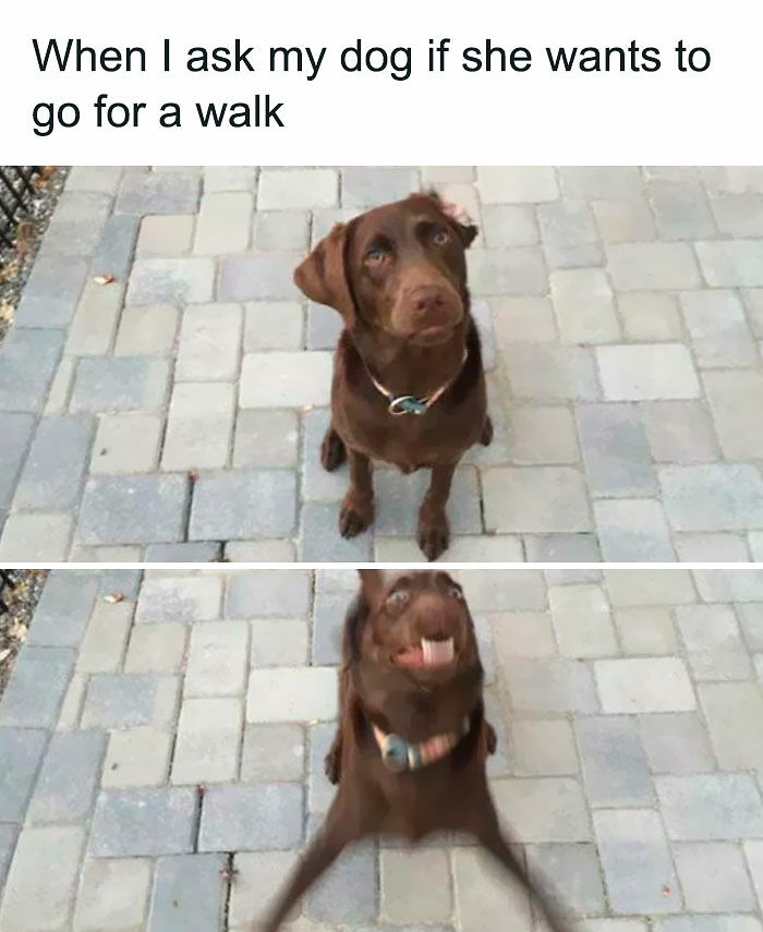 80 Adorable Pet Memes That Might Melt Your Heart
