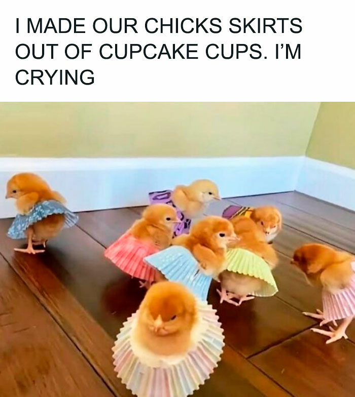 80 Adorable Pet Memes That Might Melt Your Heart