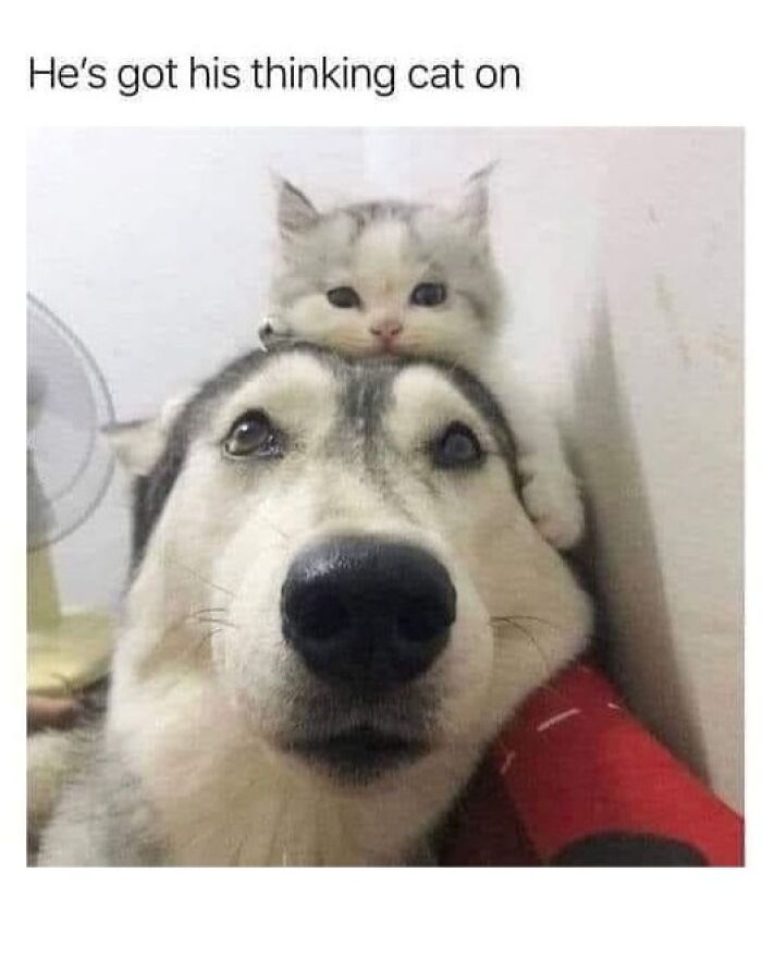 80 Adorable Pet Memes That Might Melt Your Heart