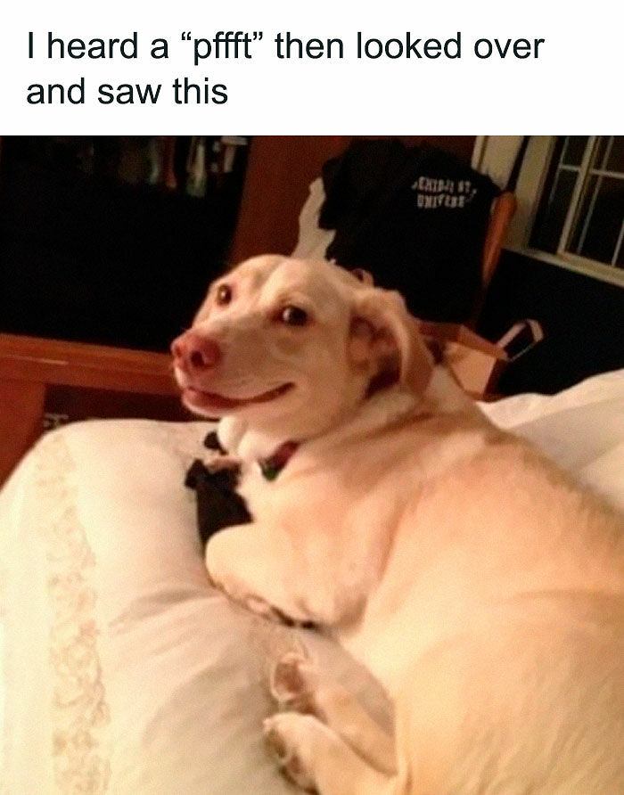 80 Adorable Pet Memes That Might Melt Your Heart