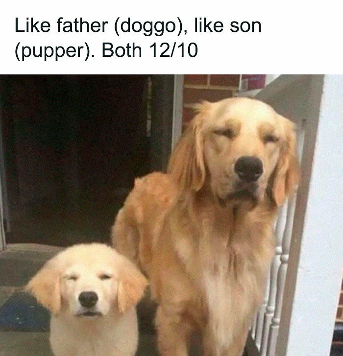 80 Adorable Pet Memes That Might Melt Your Heart