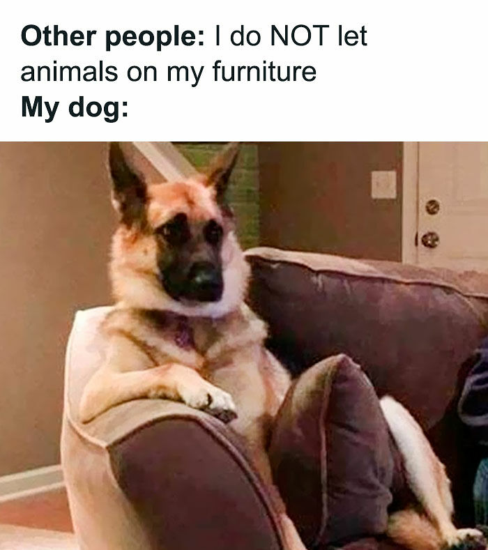 80 Adorable Pet Memes That Might Melt Your Heart