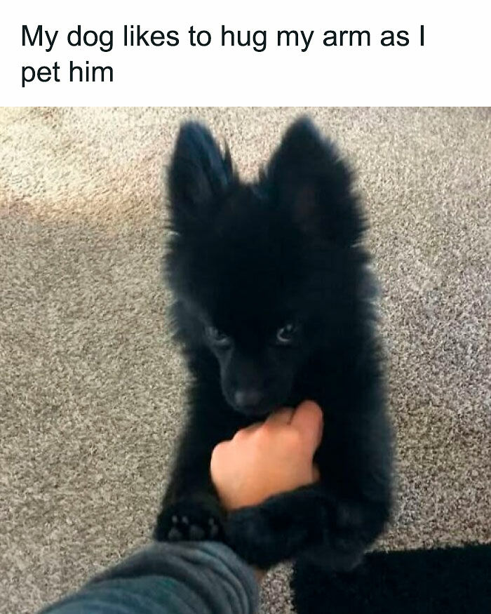 80 Adorable Pet Memes That Might Melt Your Heart