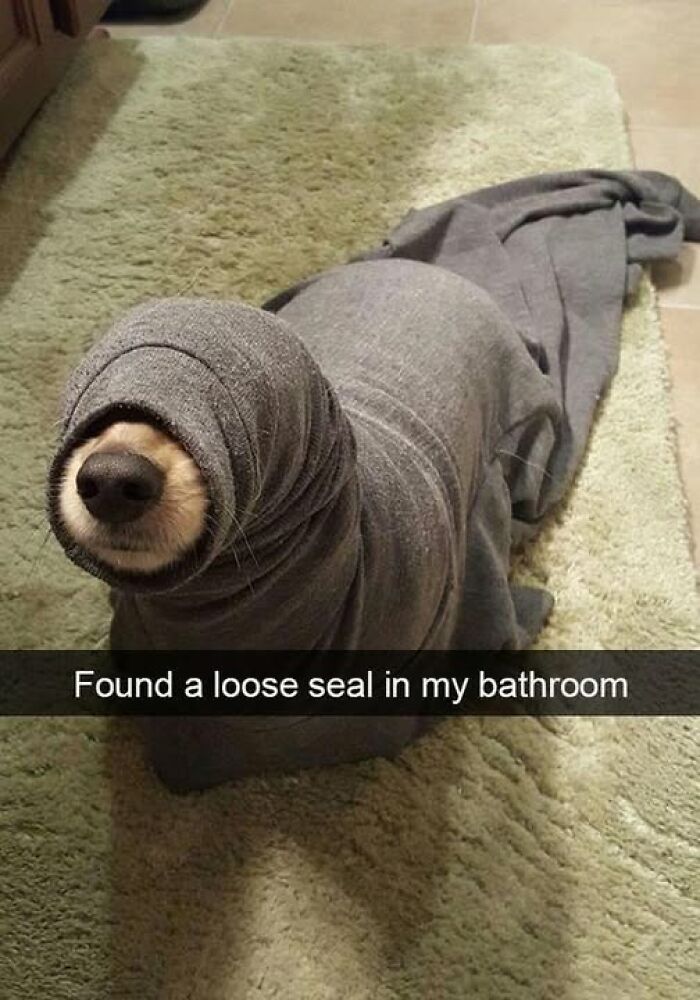 80 Adorable Pet Memes That Might Melt Your Heart