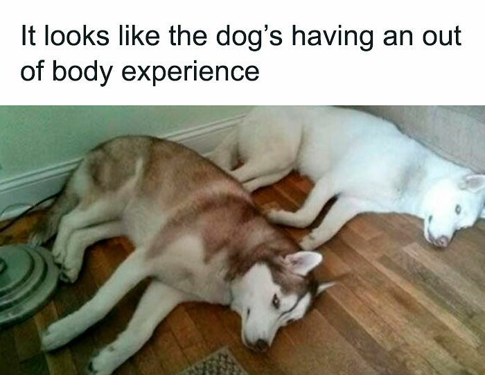 80 Adorable Pet Memes That Might Melt Your Heart