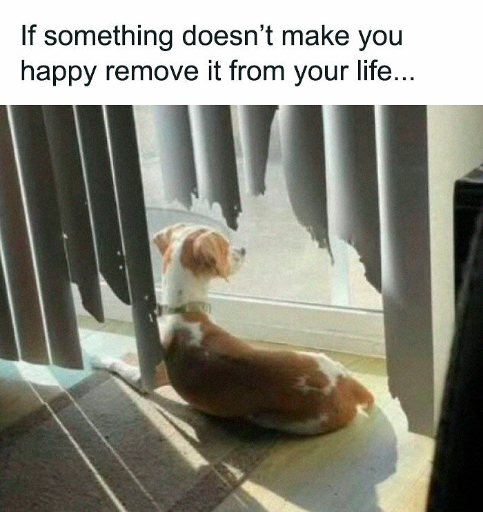 80 Adorable Pet Memes That Might Melt Your Heart