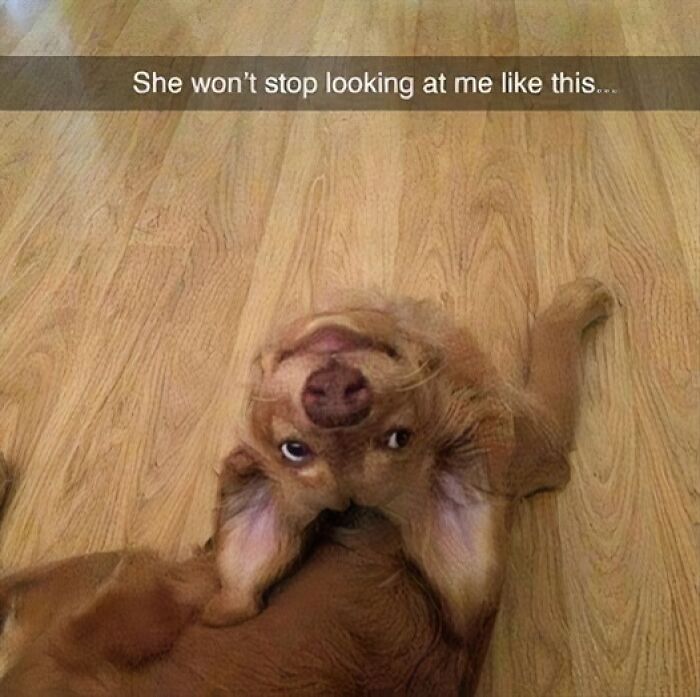 80 Adorable Pet Memes That Might Melt Your Heart