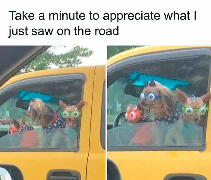 80 Adorable Pet Memes That Might Melt Your Heart