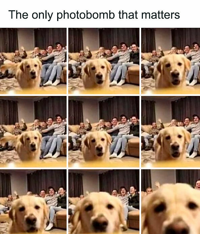 80 Adorable Pet Memes That Might Melt Your Heart