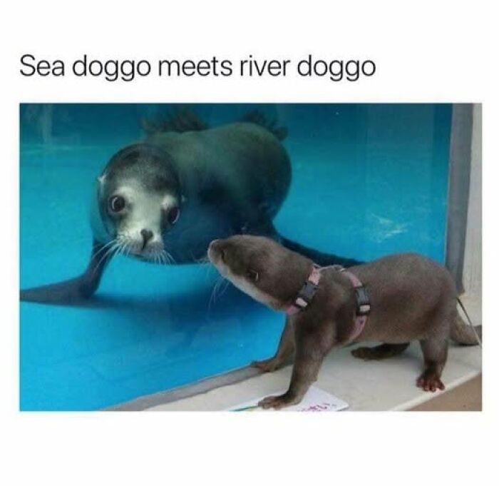 80 Adorable Pet Memes That Might Melt Your Heart