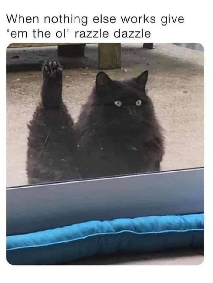 80 Adorable Pet Memes That Might Melt Your Heart
