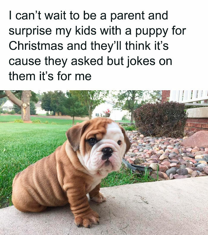 80 Adorable Pet Memes That Might Melt Your Heart