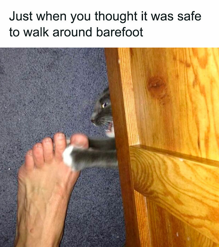 80 Adorable Pet Memes That Might Melt Your Heart