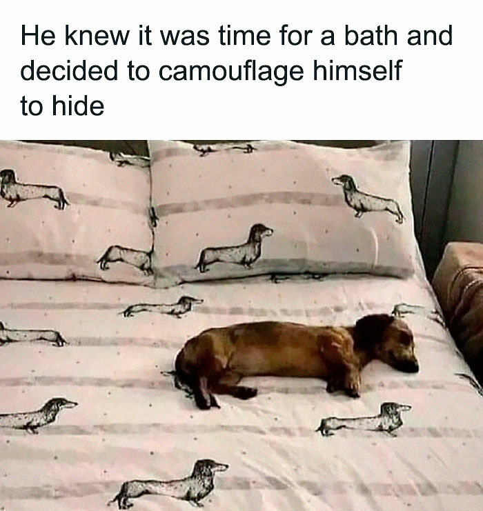 80 Adorable Pet Memes That Might Melt Your Heart
