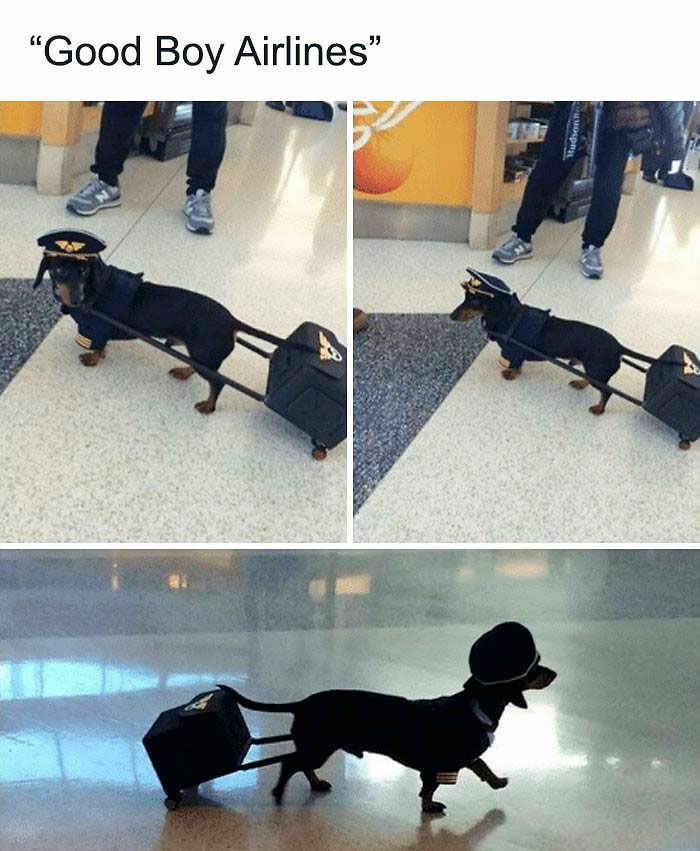 80 Adorable Pet Memes That Might Melt Your Heart