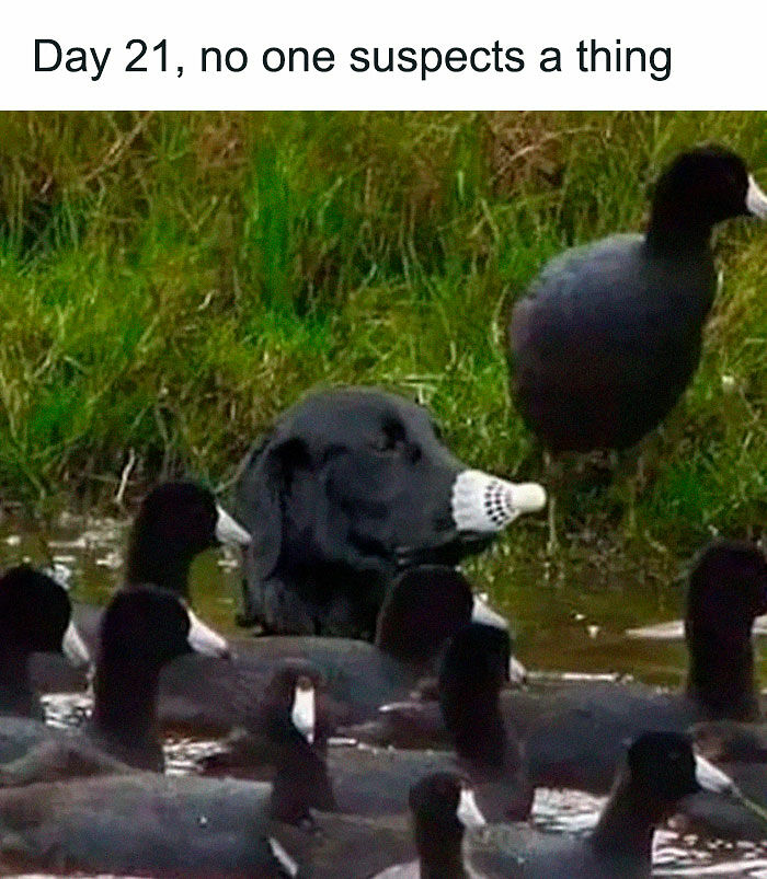 80 Adorable Pet Memes That Might Melt Your Heart